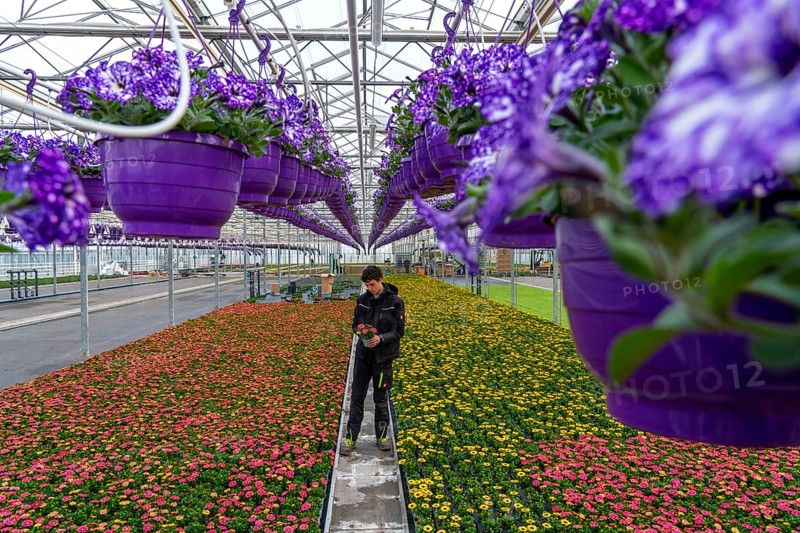 Horticulture company, flower pots, so-called petunia ampel, grow in a greenhouse, under the glass roof, until they have the right growth stage for retail, each pot is watered individually, by drip irrigation, in the bed on the ground grow Kapmargeriten, Osteospermum, Straelen, North Rhine-Westphalia, Germany, Europe