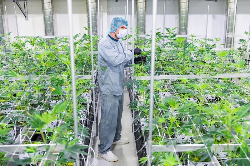DEU/Saxony/Ebersbach The Saxon cannabis producer Demecan is now the first German company to be authorised to cultivate medicinal cannabis indefinitely under the new Cannabis Act. The company had been authorised to produce since 2019, albeit subject to conditions such as a maximum production quantity or regulated distribution. These conditions will now no longer apply, which will improve the supply situation for medicinal cannabis. The Federal Government Commissioner for Addiction and Drug Issues Burkhard Blienert and Health Minister Petra Köpping took a tour of the production facility to find out more about the production of medicinal cannabis., Federal Drug Commissioner Burghard Blienert and Health Minister Petra Köpping visit Saxon cannabis producer Demecan, Ebersbach, Saxony, Germany, Europe