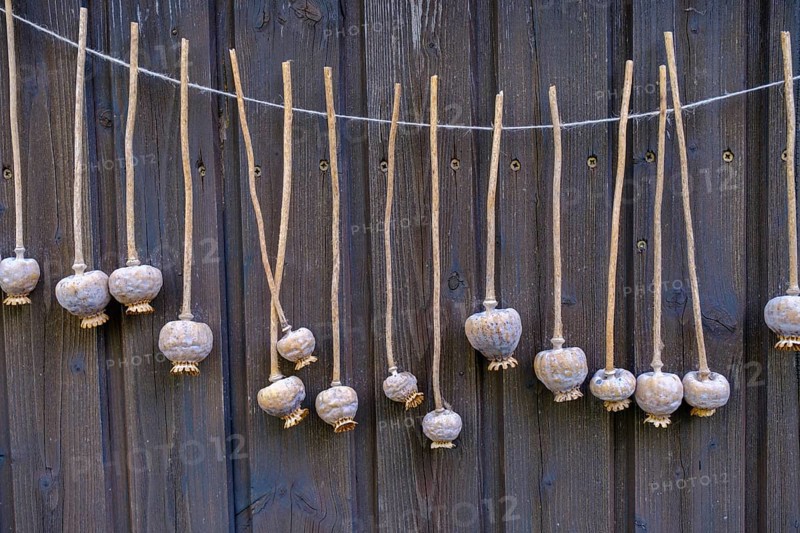 Drying poppy capsules, Waldviertler grey poppy, poppy village Armschlag, Waldviertel, Lower Austria, Austria, Europe