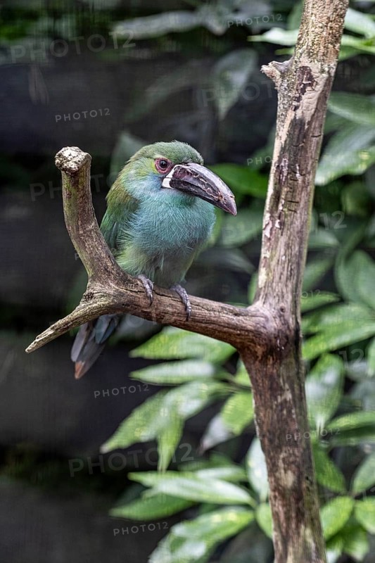 Crimson-rumped toucanet (Aulacorhynchus haematopygus), Walsrode Bird Park, Lower Saxony, Germany, Europe