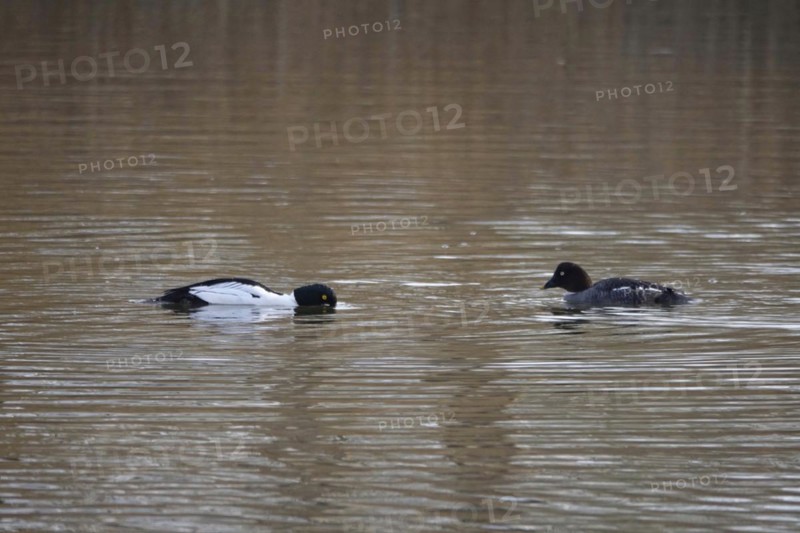 Pair of goldeneyes, March, Lusatia, Saxony, Germany, Europe