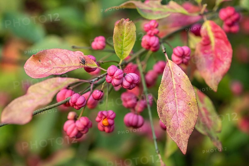 European spindle bush (Euonymus europaeus), Emsland, Lower Saxony, Germany, Europe