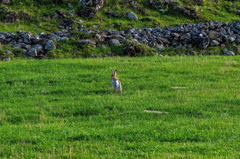A wild rabbit, whose habitat is the remains of the ramparts and walls of the ruins of Graborg Castle near Norra Möckleby on the island of Öland in Sweden, leaps away
