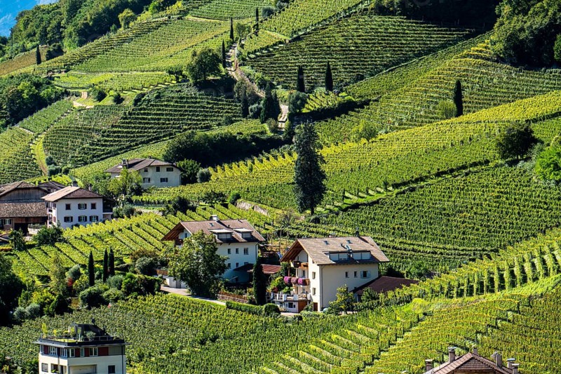 Landscape in the Adige Valley, in South Tyrol, above the village of Tramin, vineyards dominate the mountain slopes, home of the Gewürztraminer grape, Italy, Europe