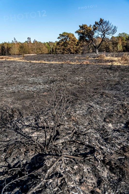 Consequences of a forest fire in the German-Dutch border region near Niederkrüchten-Elmpt, in the nature reserve De Meinweg, Netherlands