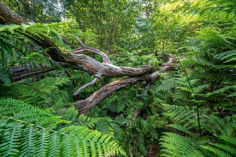 Totoholz und Farne im Sababurg Urwald, also known as Urwald im Reinhardswald, is a 95-hectare biotope under nature and landscape protection, with trees over 500 years old, hut trees, in the district of Kassel, Hesse, Germany, Europe