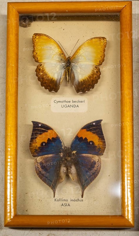 Mounted tropical butterflies in display case Cymothoe Beckeri from Uganda Africa, Kallima Inachus from Asia