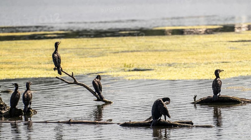 Lake Baldeney, Ruhr reservoir, cormorants, sitting on branches floating in the water on the shore, Essen, North Rhine-Westphalia, Germany, Europe