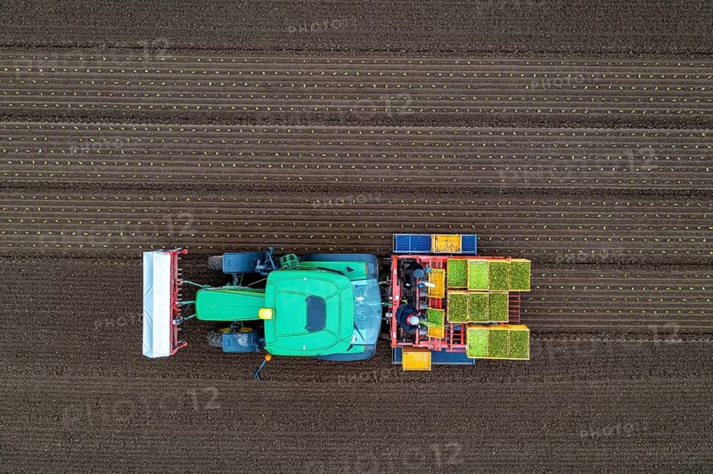 Lettuce plants are planted with a planting machine, Agriculture, Spring