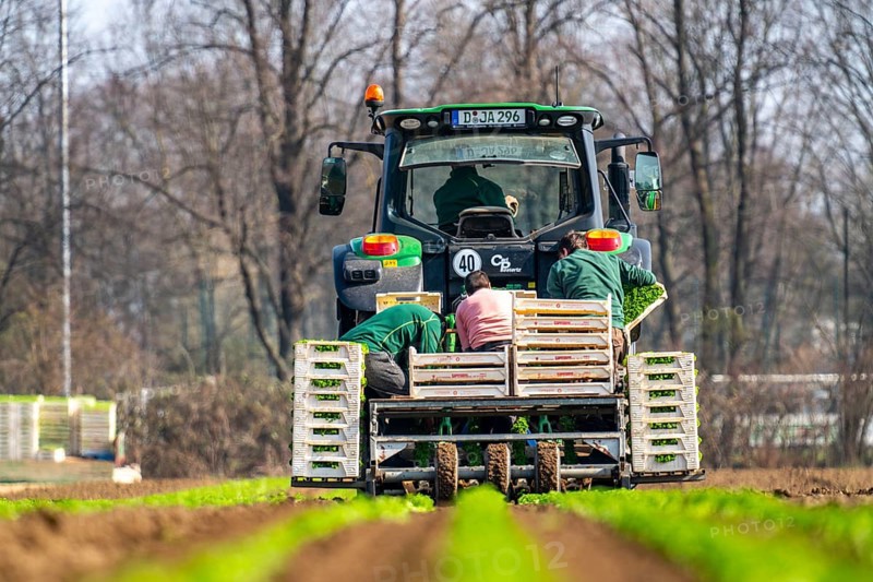 Agriculture, herb gardening, parsley is planted in rows in a field with a planting machine