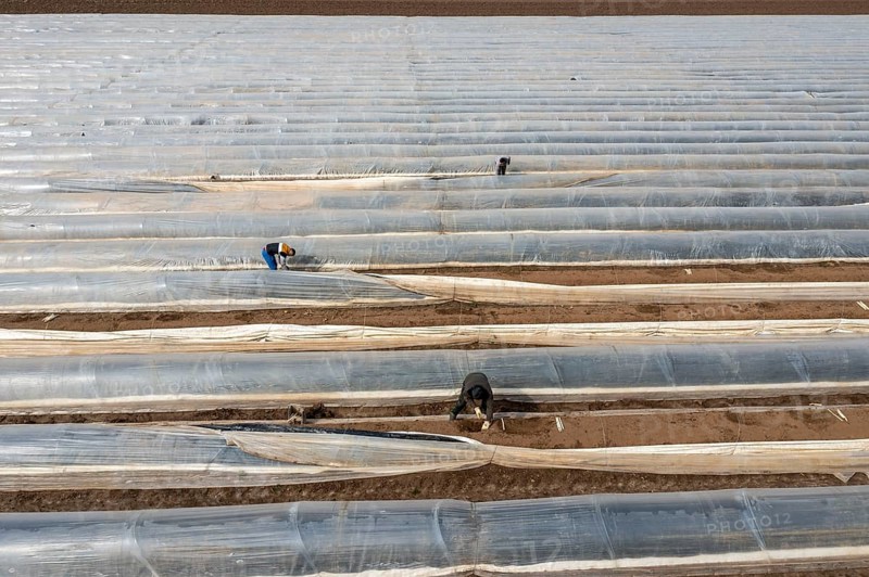 Asparagus harvest in the Rhineland, asparagus pickers at work in an asparagus field covered with plastic sheeting to allow the asparagus to grow better in the cold spring, Dormagen-Broich, North Rhine-Westphalia, Germany, Europe