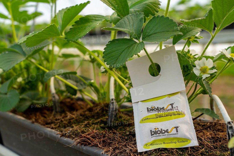 Biological pest control by beneficial, predatory mites or parasitic wasps, against e.g. spider mites or aphids, strawberry cultivation in a greenhouse, young strawberry plants grow up, are watered individually by drip irrigation and supplied with nutrients, they grow in a substrate culture in raised beds, near Dormagen, Rhineland, North Rhine-Westphalia, Germany, Europe