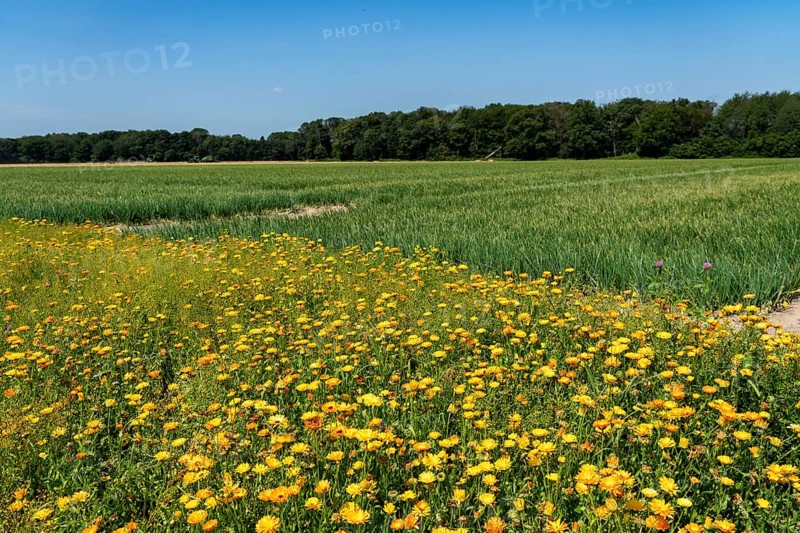 Agriculture, field with onions, field margins, flower strips, Niederkrüchten, North Rhine-Westphalia, Germany, Europe