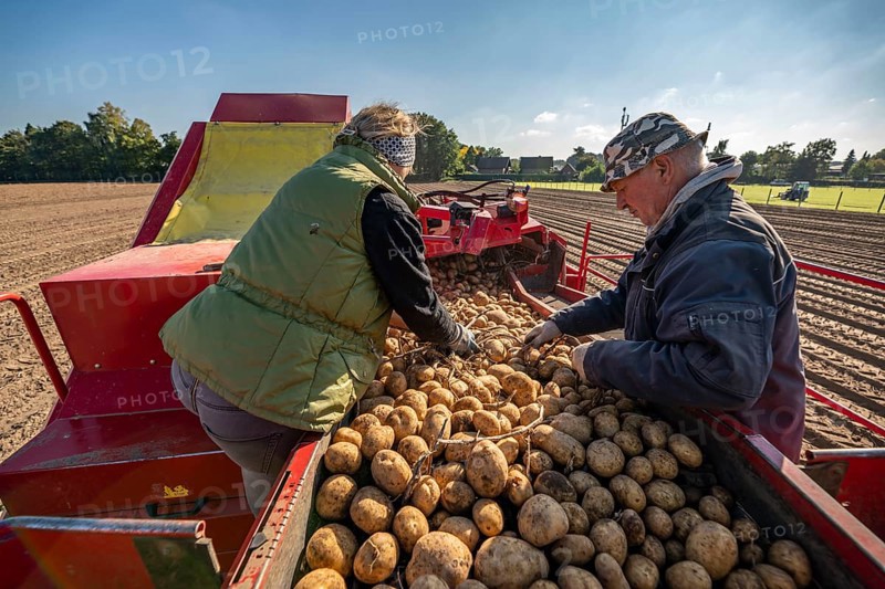 Potato harvesting, so-called split harvesting method, first the tubers are taken out of the ground, with a potato harvester, windrowing, Potato harvesting, so-called split harvesting method, first the tubers are taken out of the ground, with a row layer, then, after a short drying phase, collected with a bunker harvester and loaded, North Rhine-Westphalia, Germany, Europe