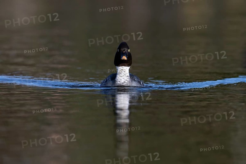 Common goldeneye (Bucephala clangula), Sweden, Europe