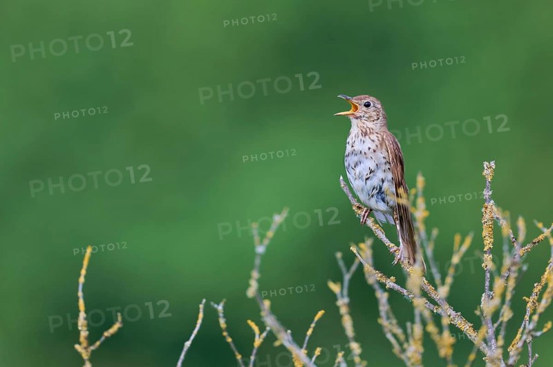Song thrush (Turdus philomelos), Lower Saxony, Germany, Europe