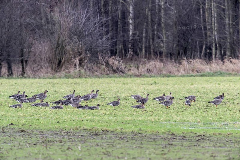 Bean Geese (Anser fabalis), Emsland, Lower Saxony, Germany, Europe
