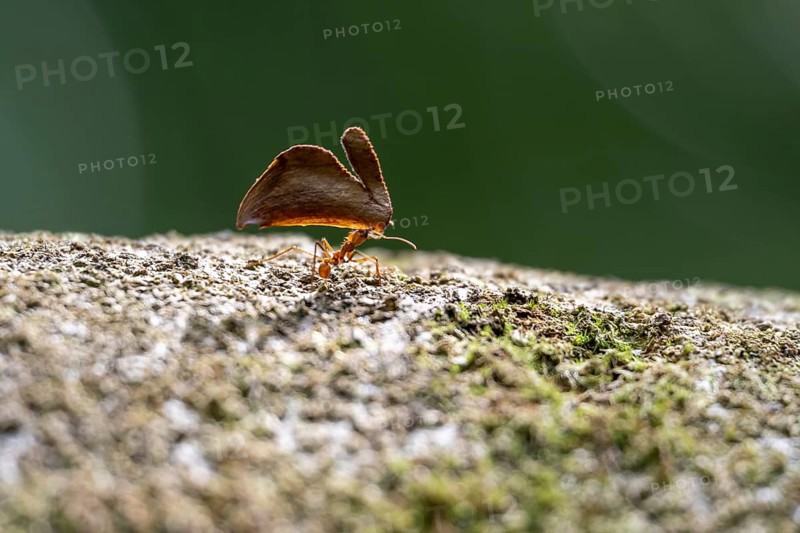 Leaf-cutter ant (Atta cephalotes) carrying a piece of leaf, Corcovado National Park, Osa Peninsula, Puntarena Province, Costa Rica, Central America