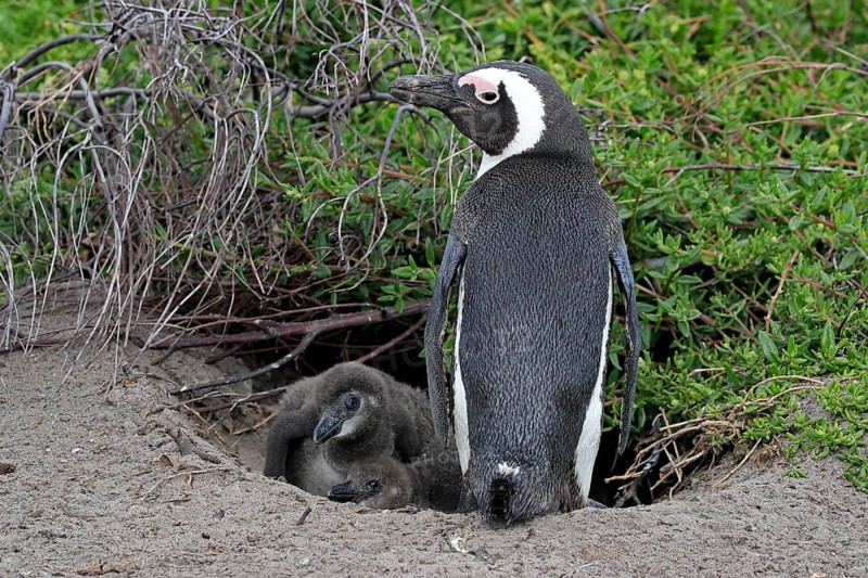 African penguin (Spheniscus demersus), adult, with young, at breeding den, on land, Betty's Bay, Stony Point Nature Reserve, Western Cape, South Africa, Africa