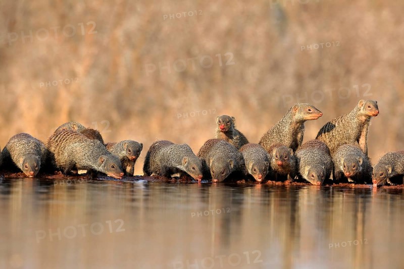 Zebra mongoose (Mungos mungo), adult, group, at the water, drinking, Kruger National Park, Kruger National Park, Kruger National Park South Africa