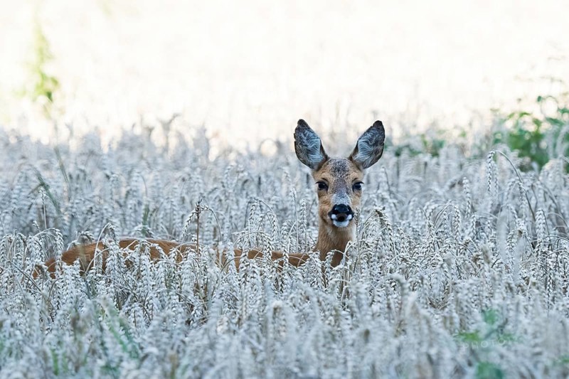 A european roe deer (Capreolus capreolus) looks out of a wheat field in a quiet landscape, Hesse, Germany, Europe