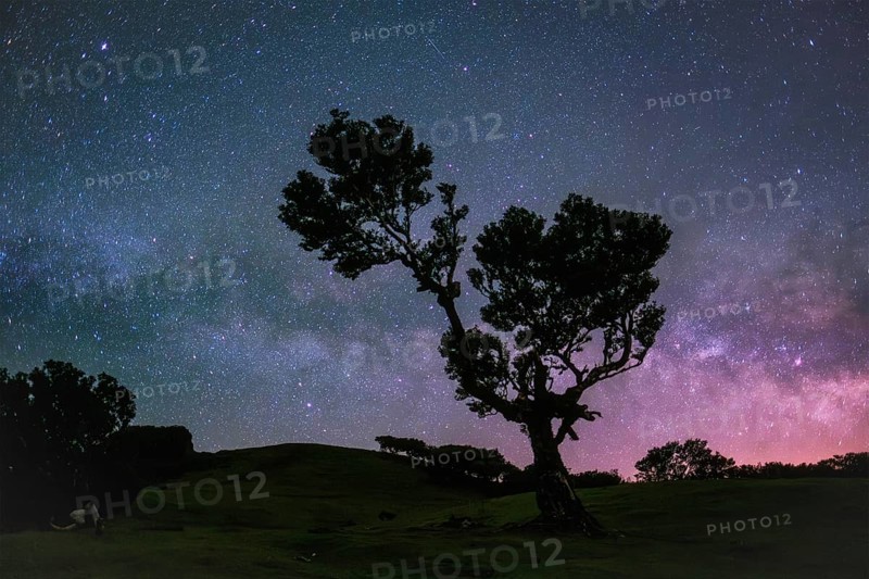 Centuries-old til trees in fantastic magical idyllic Fanal Laurisilva forest in night with starry sky with Milky way. Madeira island, Portugal, Europe