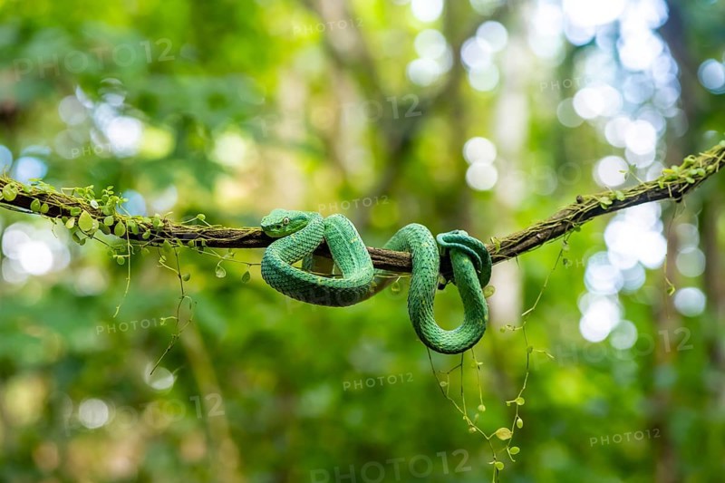 Bothriechis lateralis (Bothriechis lateralis), sitting on a branch, Heredia province, Costa Rica, Central America