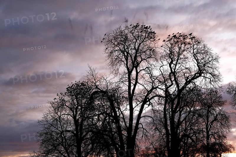 Roosting tree of a flock of crows, crows in a tree in the morning, Middle Elbe Biosphere Reserve, Dessau-Roßlau, Saxony-Anhalt, Germany, Europe