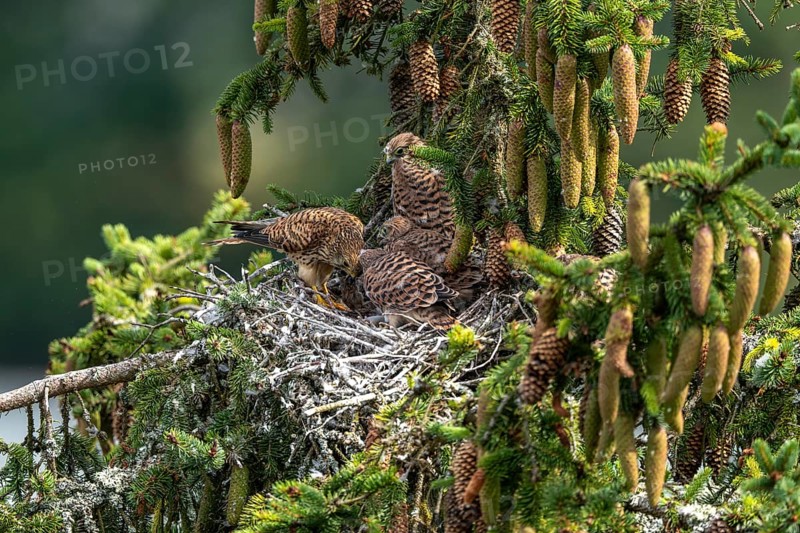 Common kestrel (Falco tinnunculus), female adult bird feeding young birds not yet ready to fly in the nest, Rhineland-Palatinate, Germany, Europe