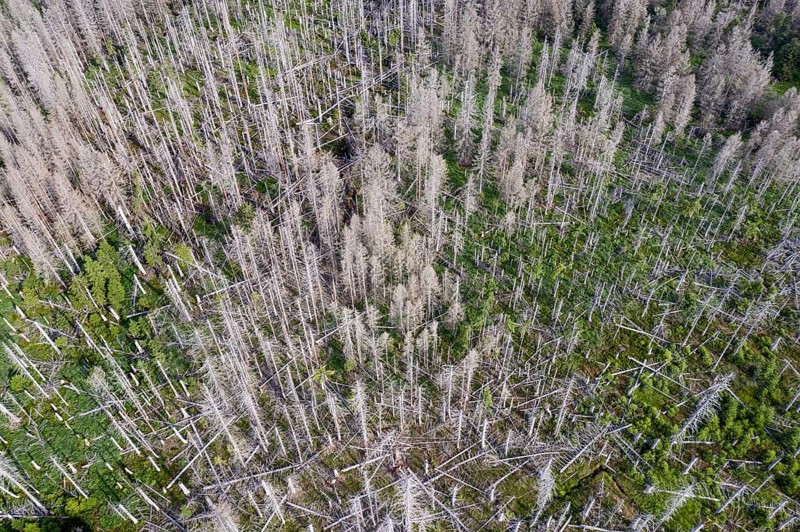 Aerial photo of dead spruces, due to infestation by bark beetles, Oderbrück, 19/07/2020