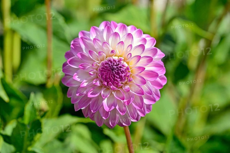 Decorative dahlias (Dahlia), Martina variety, white and pink flower, North Rhine-Westphalia, Germany, Europe