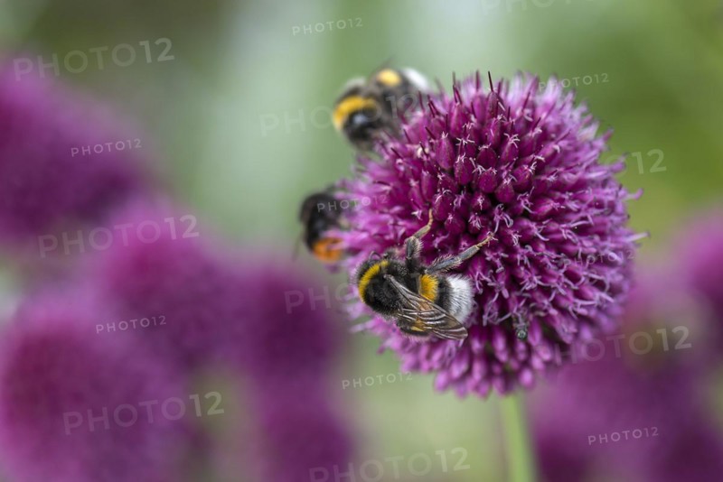 Bumblebees (Bombus) on flowers of the globe leek (Allium sphaerocephalon), Mecklenburg-Vorpommern, Germany, Europe