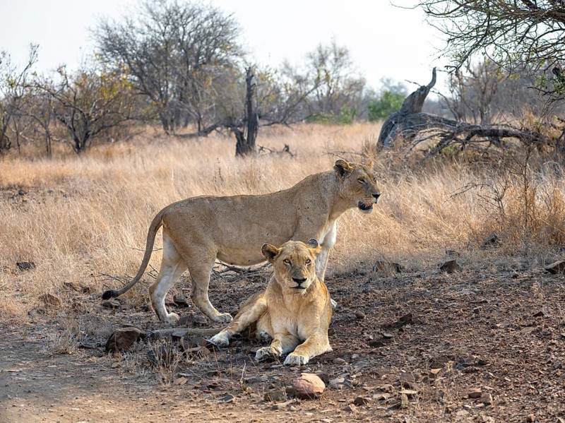 Lion (Panthera leo), two adult females, lying and standing, African savannah, Kruger National Park, South Africa, Africa