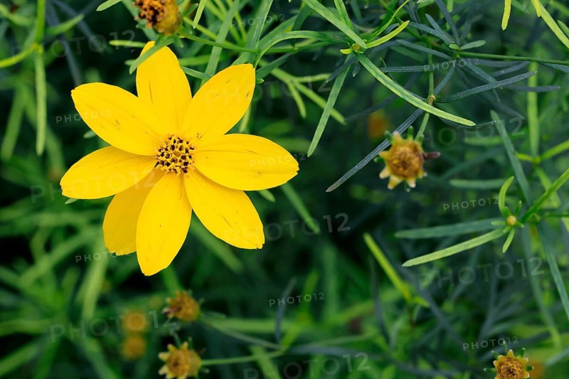 Whorled-leaved tickseed (Coreopsis verticillata), flowering, Elllerstadt, Germany, Europe