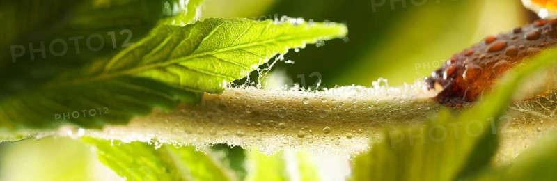 Chestnut, common horse-chestnut (Aesculus hippocastanum), detail of bud with young leaves, resin droplets and fine hairs to protect the young shoots, macro photograph