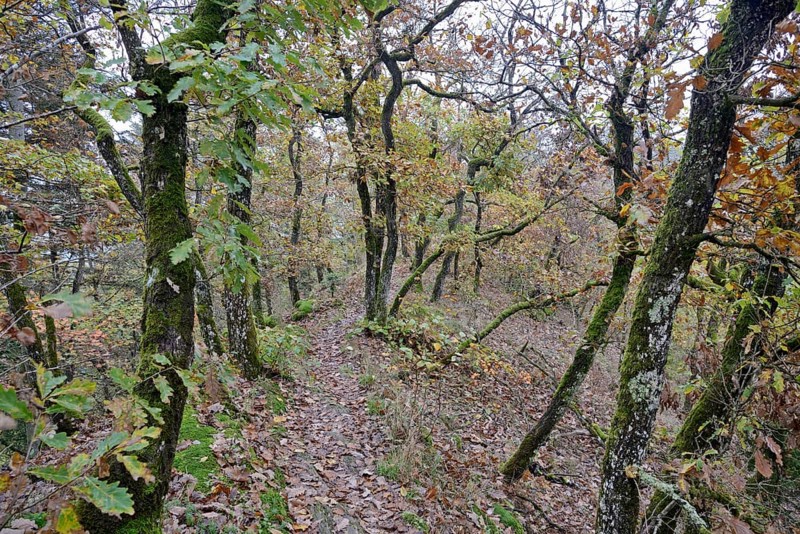 Narrow hiking trail leads over a mountain ridge, gnarled deciduous trees with autumn leaves, Moselle, Rhineland-Palatinate, Germany, Europe