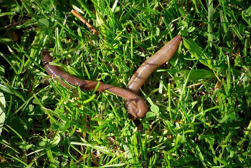 Earthworm in grass, Lumbricus Terrestris