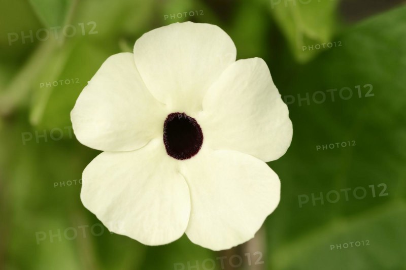 Black-eyed susan vine (Thunbergia alata), flower, ornamental plant, North Rhine-Westphalia, Germany, Europe