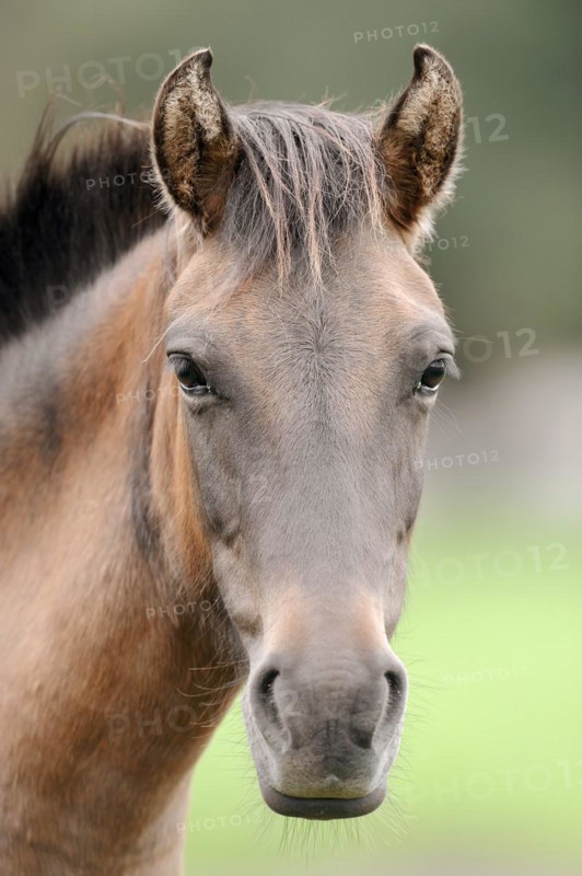 Dülmen wild horse, portrait, Merfelder Bruch, Dülmen, North Rhine-Westphalia, Germany, Europe