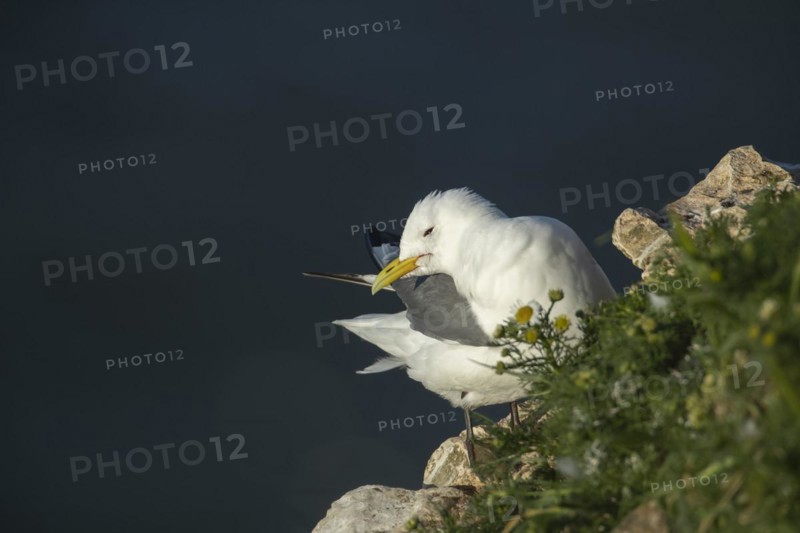 Kittiwake (Rissa tridactyla) adult bird preening on a cliff top, Yorkshire, England, United Kingdom, Europe