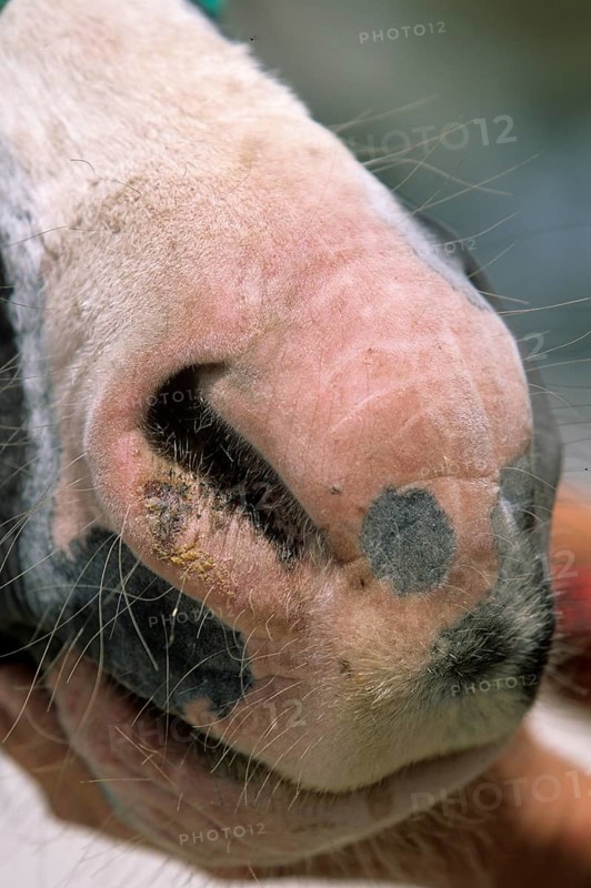 Horse mouth, sunburn
