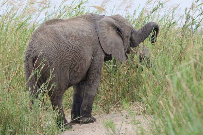 African bush elephants (Loxodonta africana), adult female with young, feeding on reeds in the bed of the Olifants River, Kruger National Park, South Africa, Africa