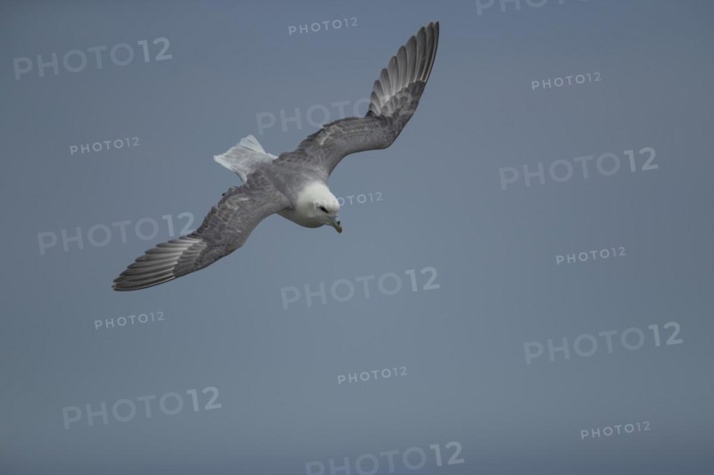Northern Fulmar (Fulmarus glacialis) adult bird in flight, Yorkshire, England, United Kingdom, Europe