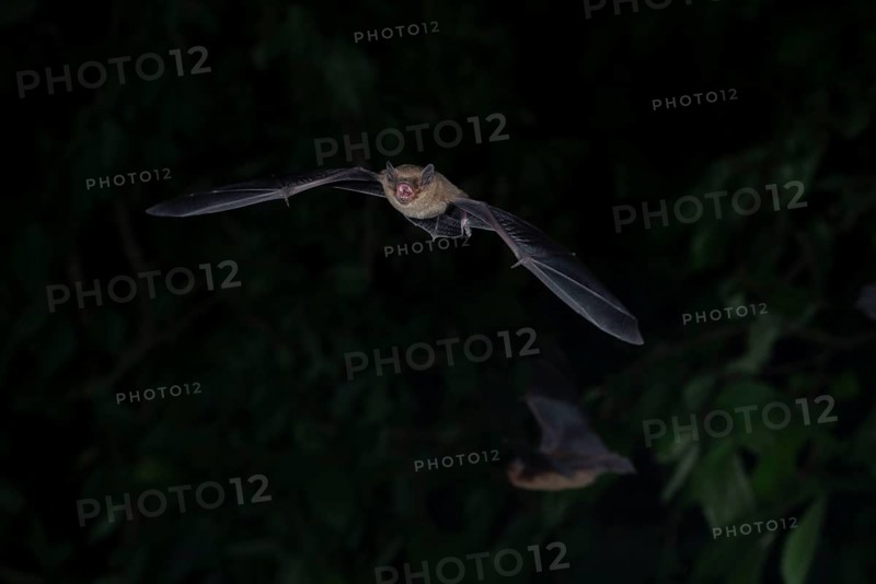 Common pipistrelle (Pipistrellus pipistrellus) hunting insects in front of deciduous forest, Brandenburg, Germany, Europe