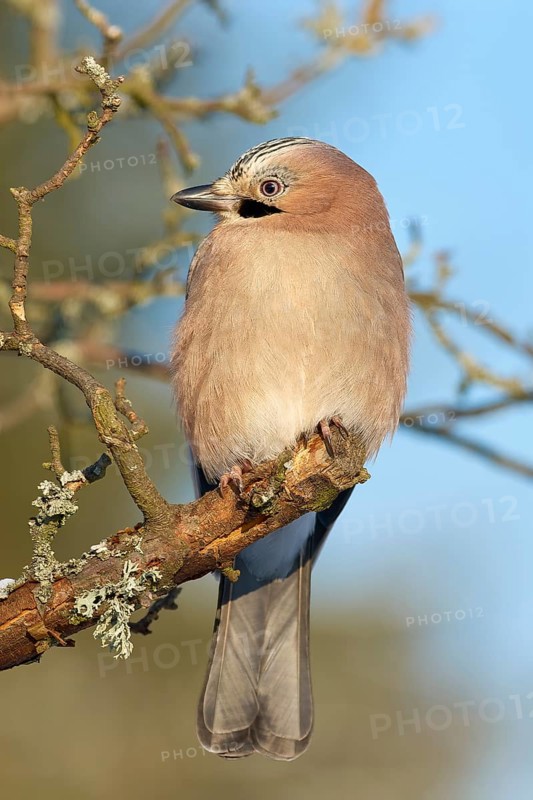 A jay (Garrulus glandarius), sitting on a branch against a blue sky, Odenwald, Hesse, Germany, Europe