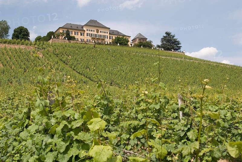 Johannisberg Wine Castle, Rheingau, Hesse, Germany, Europe