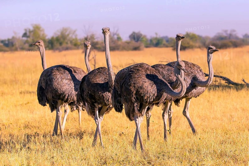 Struthio camelus, Ostrich, Botswana, Africa, Wildlife, Africa