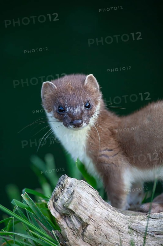 European stoat (Mustela erminea) adult animal portrait, United Kingdom, Europe