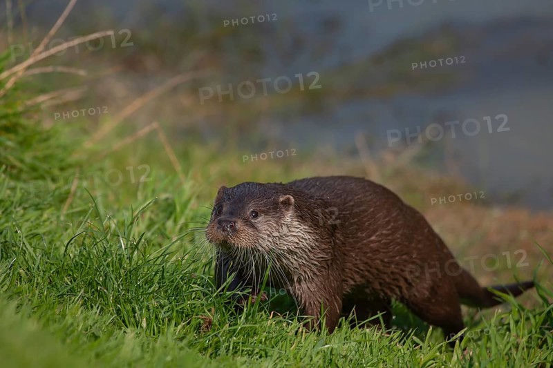 European otter (Lutra lutra) adult animal on a river bank, United Kingdom, Europe