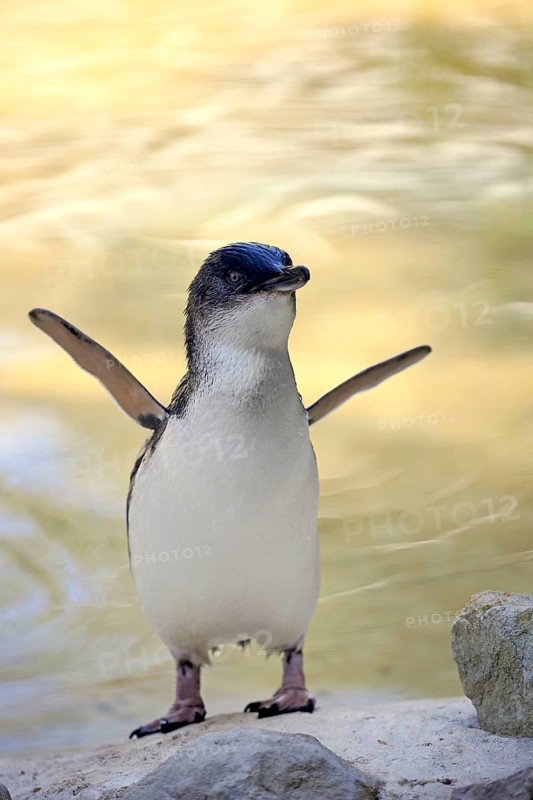Little penguin (Eudyptula minor), adult, on land, spreading wings, Kangaroo Island, South Australia, Australia, Oceania